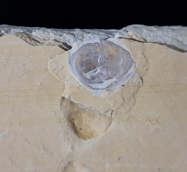 Terebratula sp. MUELLER 1776 - Bild &copy; FossNet FossilienStore